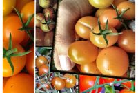 Red and Yellow Tomato Varieties and How to Use Them