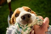 21 DIY Pet Supplies and Toys You Can Make on a Budget
