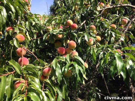 Peach trees in an orchard