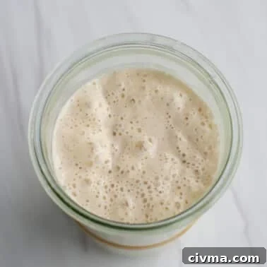 How to Reduce Sourness in Sourdough Bread 9 Ripe, active sourdough starter in a jar on a countertop.