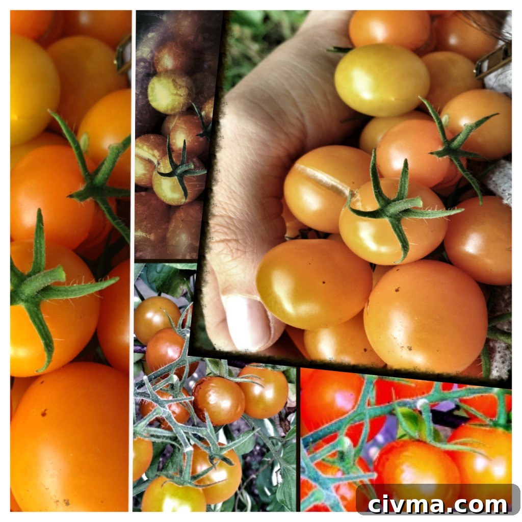 fresh tomatoes