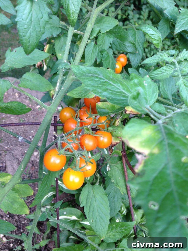 homegrown tomatoes