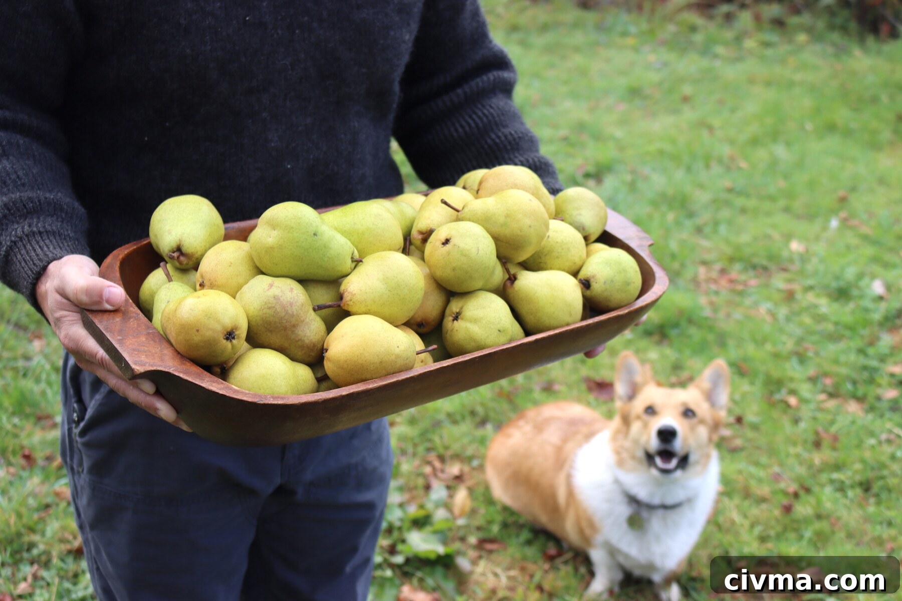 Pear Harvest