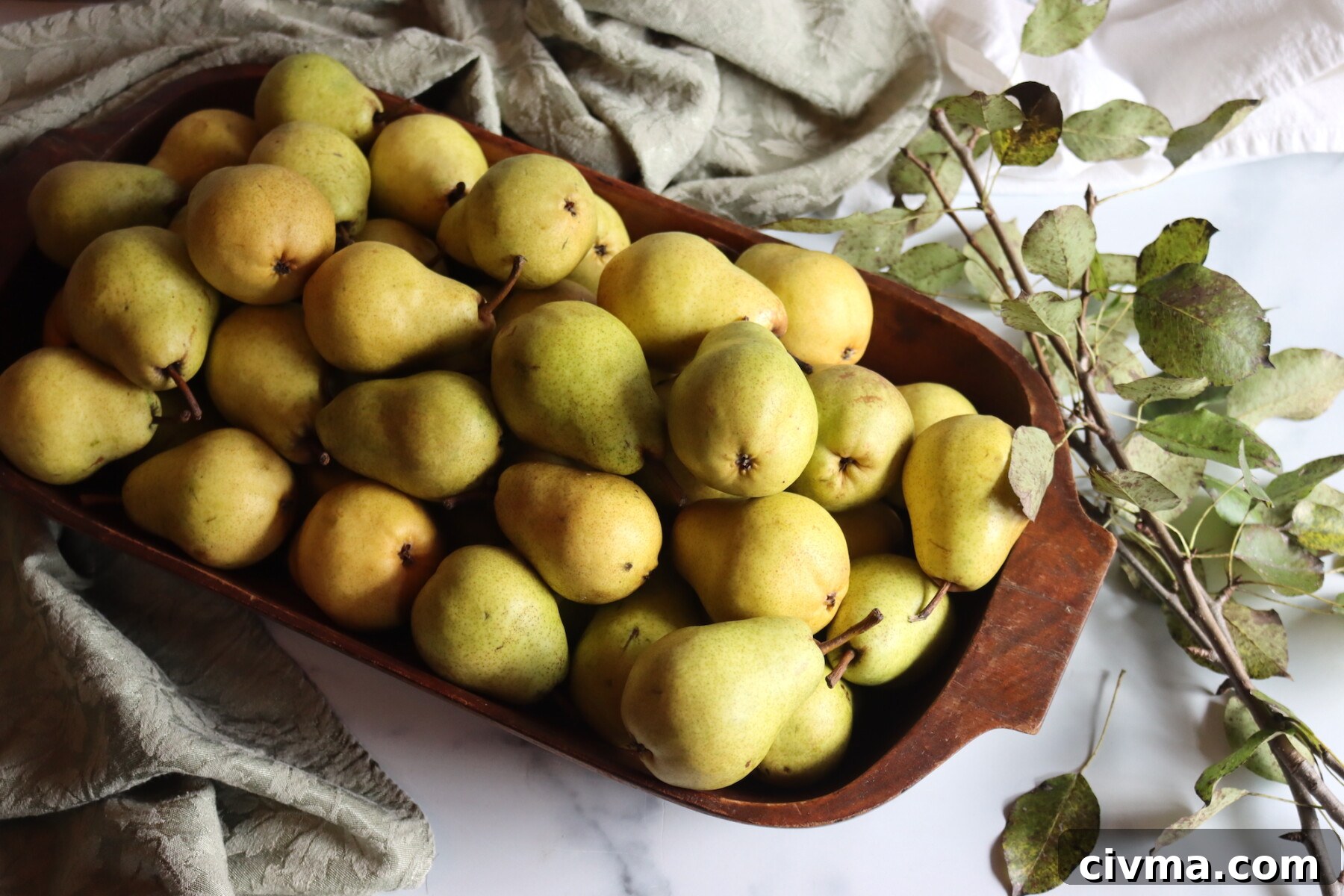 Pear Harvest