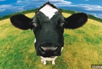 Milk Issues Explained: Allergy, Lactose Intolerance & Casein-Free