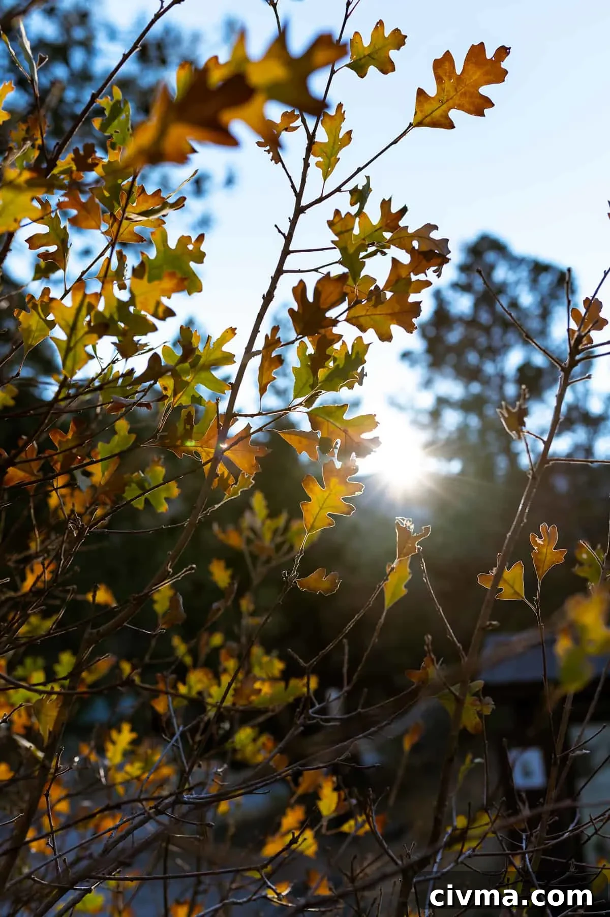 VYA 2020: Top 10 Posts You Missed 4 Foliage at Mt. Charleston