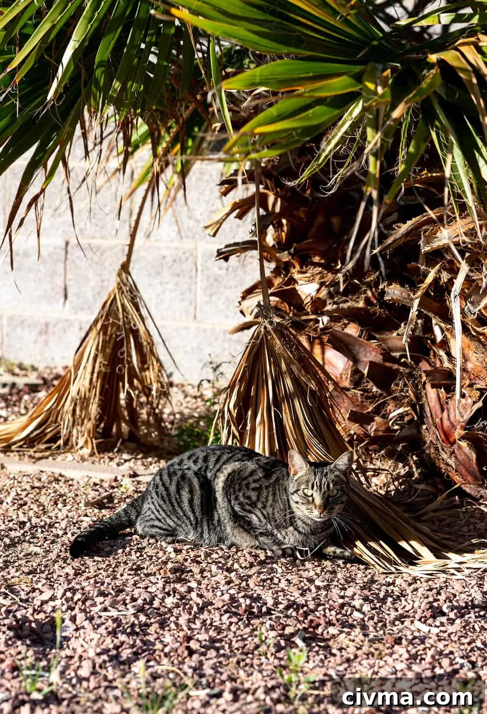 VYA 2020: Top 10 Posts You Missed 3 Striped tabby cat laying at the base of a palm tree